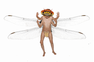 insecto x animadozero